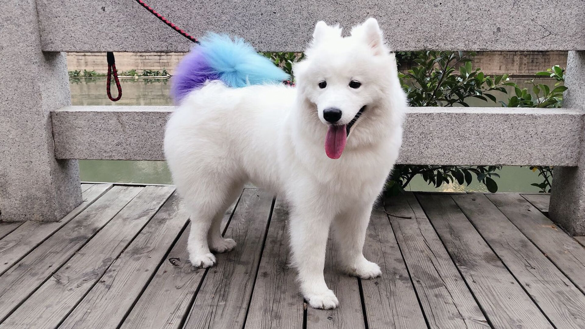 开云备用-_猛龙队坚韧不拔，逆转战局取胜_，猛龙队重建