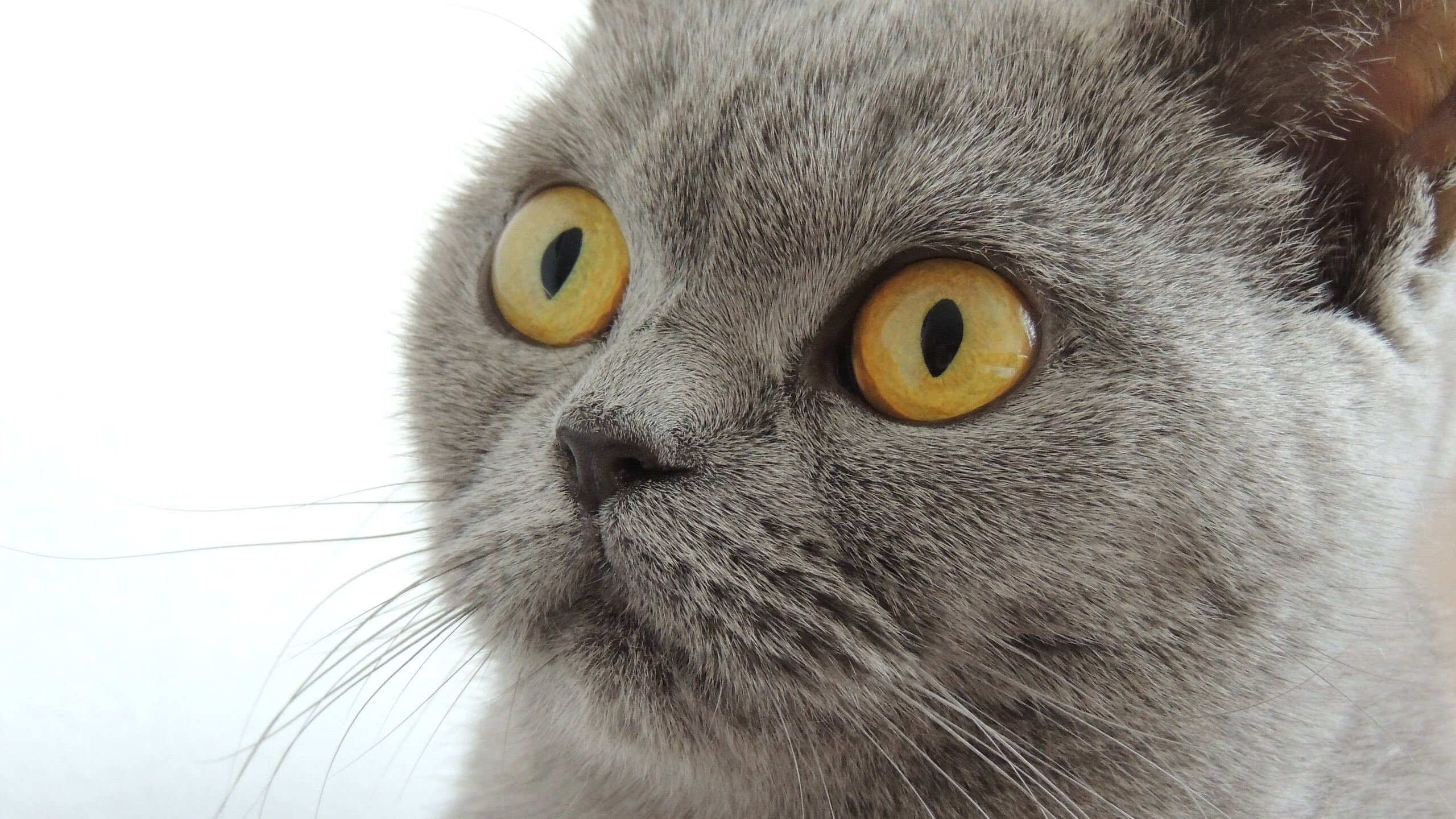 开云体育官网下载安装-《守望先锋全球巡回赛，冠军悬念逐渐揭晓》，守望先锋巡演