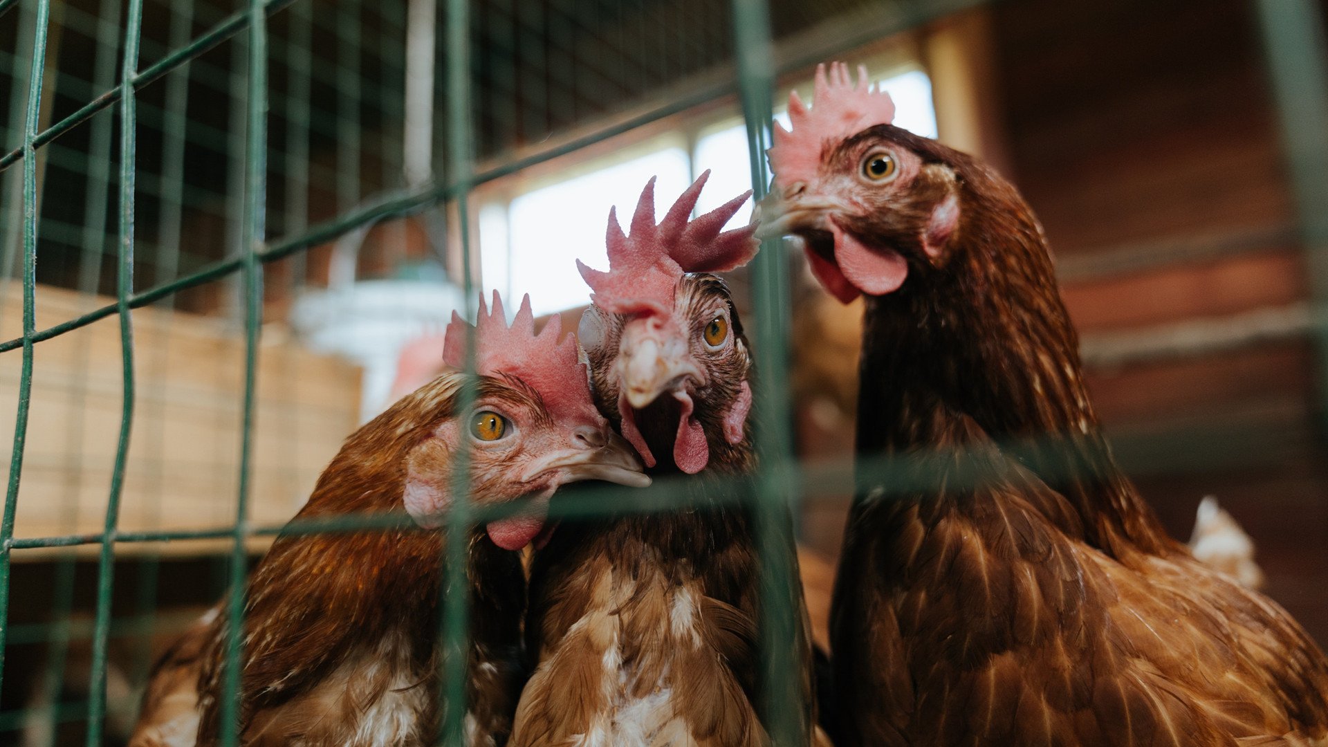 年度最佳阵容：WRC历史上的最强车队与车手，wrc历届冠军车队